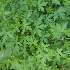 Geranium sibiricum