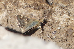 Muschampia proteides