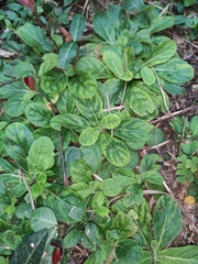 Ajuga ciliata