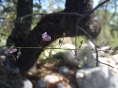 Desmodium angustifolium