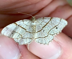 Trigrammia quadrinotaria