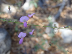 Desmodium angustifolium