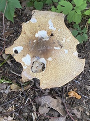Agaricus