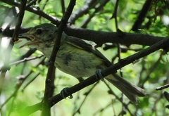 Vireo bellii