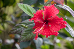 Hibiscus × archeri