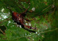 Paratrachelophorus