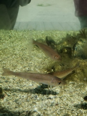 Merlangius merlangus