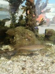 Merlangius merlangus