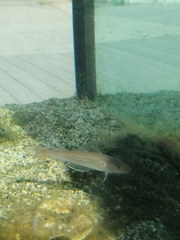 Merlangius merlangus