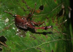 Paratrachelophorus