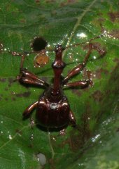 Paratrachelophorus