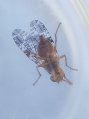 Tephritis vespertina