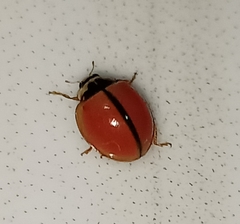 Coccinellini