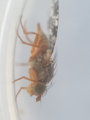 Tephritis vespertina