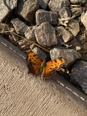 Polygonia progne