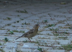 Passer domesticus