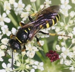 Aphilanthops frigidus