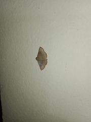 Eublemma brachygonia