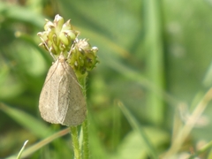 Udea uliginosalis