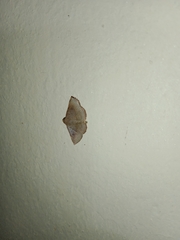 Eublemma brachygonia