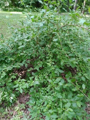 Elaeagnus multiflora