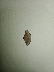 Eublemma brachygonia