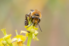 Colletes dimidiatus