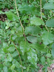 Elaeagnus multiflora