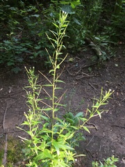 Epilobium