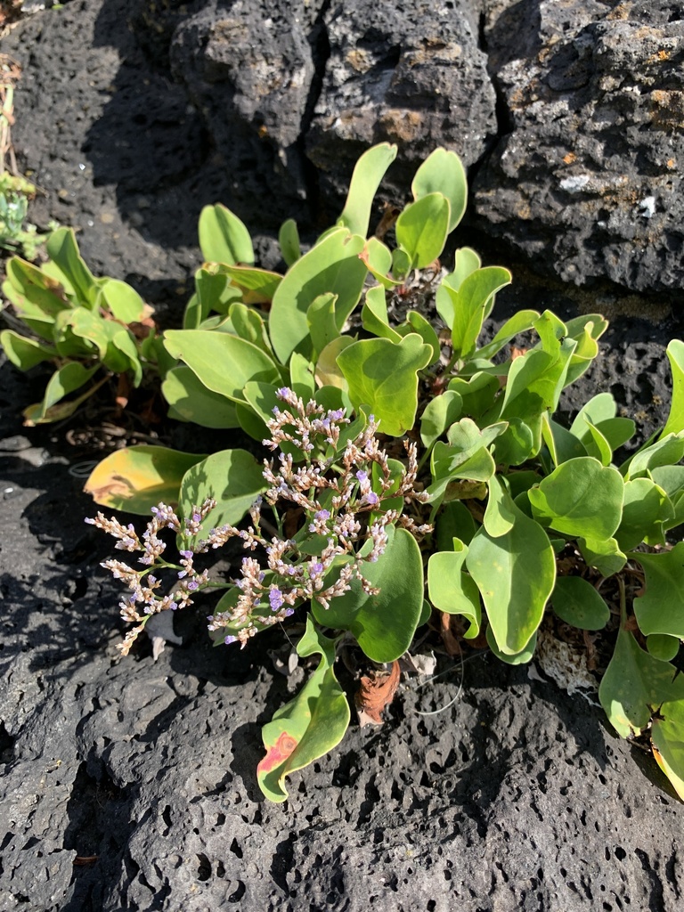 Azores sea-lavender