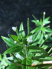 Epilobium