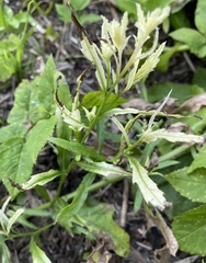 Pseudomonas
