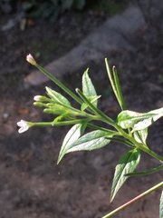 Epilobium
