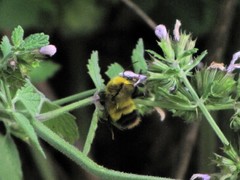 Bombus haematurus