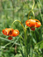 Lilium carniolicum