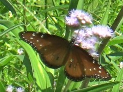 Danaus gilippus