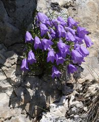 Campanula carnica