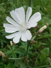 Cichorium intybus