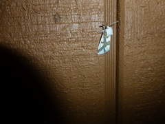 Euerythra phasma
