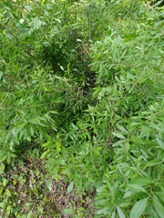 Prunus ledebouriana