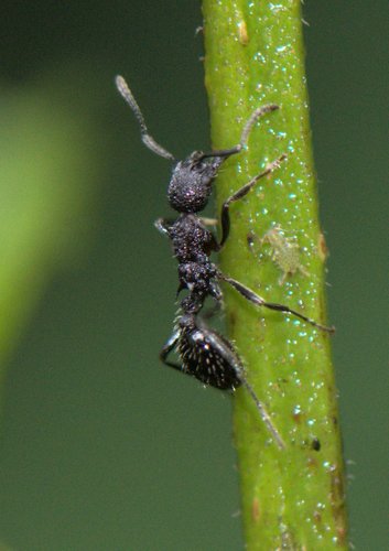 Myrmica longisculptaMyrmica longisculpta