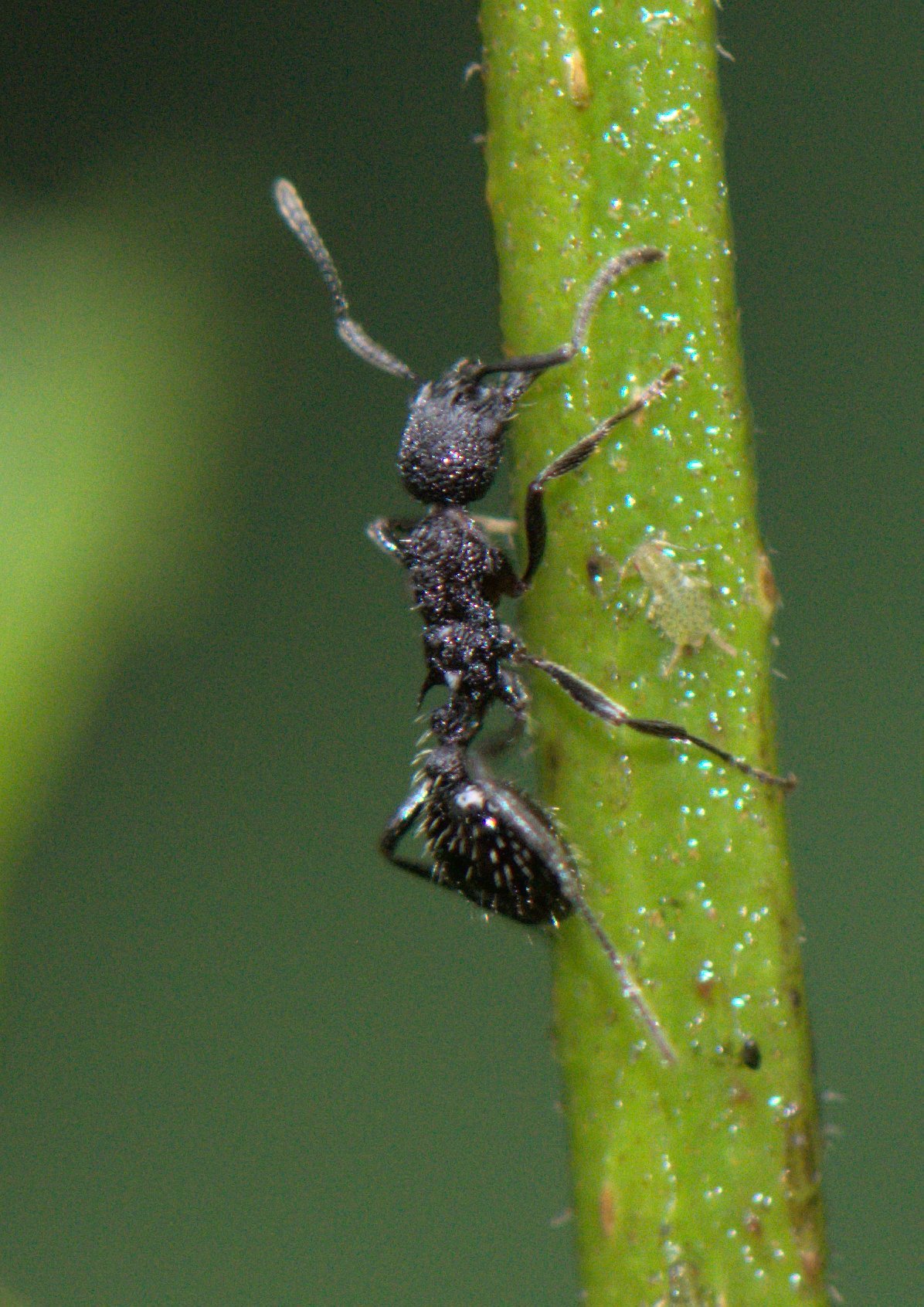 Myrmica longisculpta