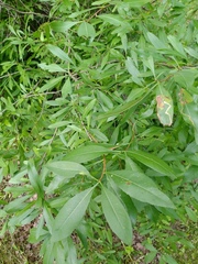 Prunus ledebouriana