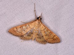 Mimorista trimaculalis