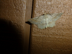 Euchlaena marginaria