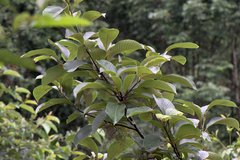 Meliosma dilleniifolia