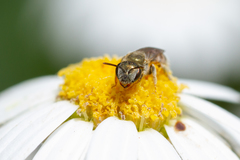 Halictus concinnus
