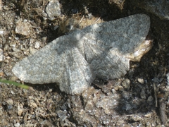 Gnophini