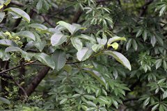 Meliosma dilleniifolia