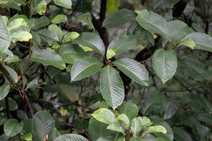 Meliosma dilleniifolia